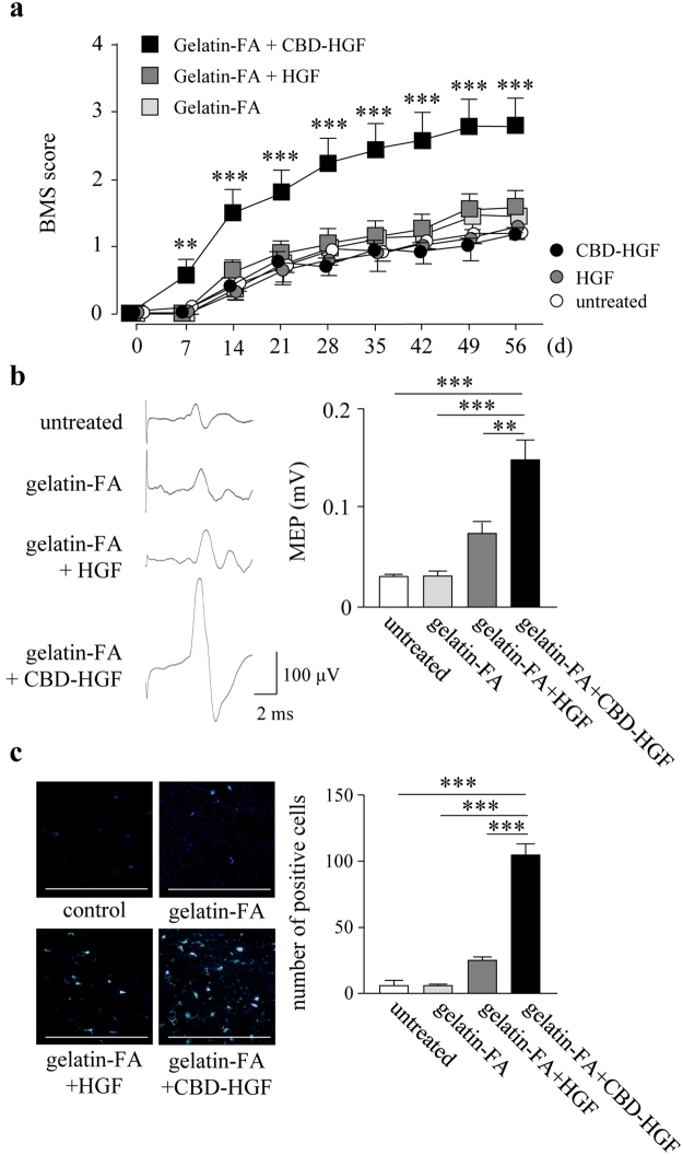 Treatment of spinal cord transection injury by the combination of CBD-HGF with or without a gelatin-FA hydrogel. Mice subjected to a transection injury were treated with a single injection of CBD-HGF or HGF alone, or a combination with gelatin-FA hydrogel (gelatin-FA hydrogel alone, gelatin-FA hydrogel + CBD-HGF or gelatin-FA hydrogel + HGF). Untreated mice were used as controls. (a) Motor function recovery was assessed at 8 weeks after injury using the BMS score (15 mice each per 6 groups). **p < 0.01, ***p < 0.01, versus the untreated group. (b) MEP analysis was performed as an electrophysiological assessment at 8 weeks after injury (5 mice each per 4 groups). Left: Representative data from each group. Right: Quantitative data from the 4 groups. **p < 0.01, ***p < 0.001. (c) Retrograde tracing was performed using Fluoro-Gold at 8 weeks after injury (5 mice each per 4 groups). Left: Representative data from each group. The scale bar indicates 500 µm. Right: Quantitative data from the 4 groups. ***p < 0.001.