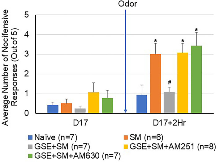 The inhibitory effect of GSE on hindpaw nocifensive behavior involves CB1 and CB2 receptors. The average number of withdrawal responses to mechanical stimulation of the hindpaw is reported for male and female animals. Some animals were left untreated (Naïve) while other animals were subjected to restraint stress (SM). Some animals received daily GSE in lieu of water for 1 week prior to restraint stress and supplementation was continued for remainder of study (GSE + SM). The GSE + SM + AM251 animals received intracisternal injection of the CB1 antagonist AM251 while the GSE + SM + AM630 animals were injected with the CB2 antagonist immediately before exposure to the pungent odor. *P < 0.05 when compared to Naive levels for that condition, #P < 0.05 compared to SM levels.