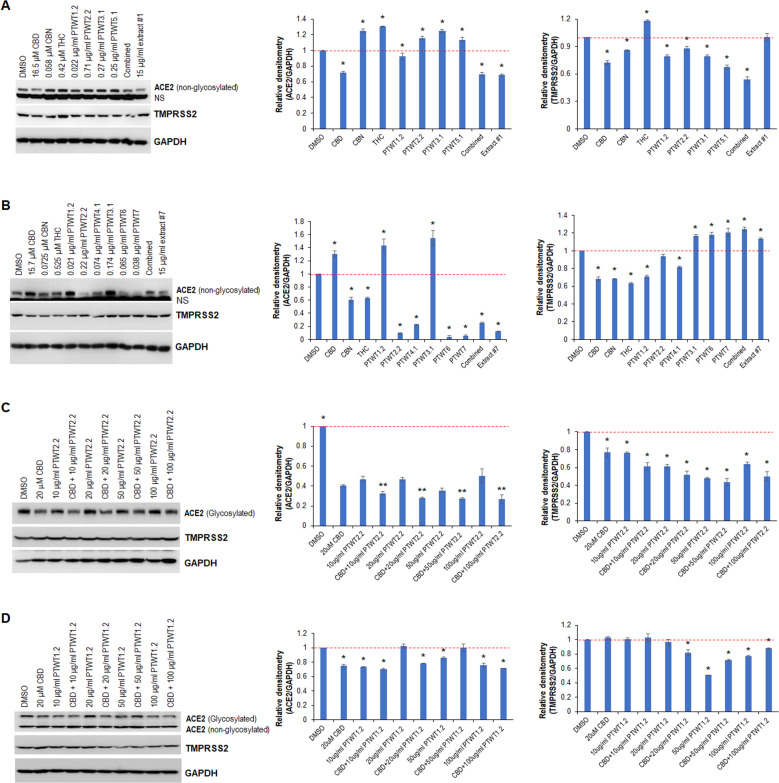 The most abundant compounds in extracts #1 and #5 modulate the expression of ACE2 and TMPRSS2 individually and collaboratively.A Western blot analysis of ACE2 and TMPRSS2 in WI-38 cells treated with the indicated most abundant compounds in extract #1, with the same concentration found in the extract; relative densitometry was measured using ImageJ. B Western blot analysis of ACE2 and TMPRSS2 in BJ-5ta cells treated with the indicated most abundant compounds in extract #7, with the same concentration found in the extract; relative densitometry was measured using ImageJ. C Western blot analysis of ACE2 and TMPRSS2 in WI-38 cells treated with either CBD or PTWT2.2 individually or in combination; relative densitometry was measured using ImageJ. D Western blot analysis of ACE2 and TMPRSS2 in WI-38 cells treated with either CBD or PTWT1.2 individually or in combination; relative densitometry was measured using ImageJ. PTWT represents terpene. * indicates p < 0.05; ** indicates p < 0.01.