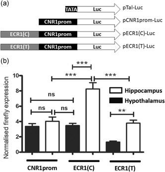 (a) Allelic variants of the ECR1 enhancer drive differential activity of the cannabinoid receptor promoter in different tissues. Diagrammatic representation of the reporter constructs used in the current study demonstrating the relative positions of the ECR1 element (light gray), the CNR1prom promoter sequence (black) and reporter genes (white, firefly luciferase, not to scale). (b) Dual luciferase analysis comparing the relative activity of allelic variant of the ECR1 sequence in primary hypothalamic and hippocampal cells magnetofected with pCNR1prom‐Luc (CNR1prom), pECR1(C)‐luc (ECR1(C)) or pECR1(T)‐luc (ECR1(T)) (n = 14, error bars = standard deviation of the mean [SDM], **p < .01; ***p < .005, ns, no significance)