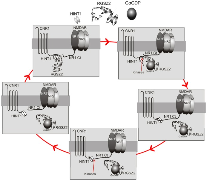 Diagram describing the recruitment of CB1-mediated control of NMDAR activation. Upper left panel: Under resting conditions the CB1–HINT1 complex remains bound to the RGSZ2 protein. Upper right panel: Upon activation of NMDARs, endogenous cannabinoids act on CB1s and activate G proteins. Some GαGTP subunits bind to the RGS domain of RGSZ2 proteins and expose HINT1 to kinases, such as CB1-activated PKC (Rodríguez-Muñoz et al., 2011). Middle right panel: This action forces the release of RGSZ2 and promotes the binding of the NMDAR NR1 subunit to the HINT1 protein (Sánchez-Blázquez et al., 2013b). Lower panel: The association of NR1s with CB1s permits cannabinoids to reduce NMDAR function, and the ratio between NMDAR activity and CB1 recruitment will be dependent upon the extent of NMDAR-mediated calcium fluxes (most likely by a calcium sensor), and the activity of kinases that favor the formation of this complex. Middle left panel: When NMDAR activity ceases the silent NMDARs will be protected by the return of RGSZ2 to the HINT1 protein (the action of other kinases on the NR1 subunit likely reduces its binding to HINT1, or alternatively, the action of phosphatases on HINT1 favors RGSZ2 binding). Note 1: In the absence of cannabinoid activity, there are probably numerous CB1–NMDAR complexes in which the NMDAR is active, but its function is limited (recall that in the absence of CB1s or HINT1 proteins, NMDAR activity increases; Kim et al., 2006; Sánchez-Blázquez et al., 2013b). The aforementioned mechanism may therefore affect the increase in NMDAR activity, which will reach a given threshold (these putative calcium sensors are essential for controlling this). The release of silent NMDARs from the control of activated CB1s is essential to avoid unnecessary glutamate hypofunction. Note 2: In the absence of CB1 activation, a large increase in NMDAR activity, such as that provided by intracerebroventricular (icv) injection of NMDA, forces the PKA-mediated separation of NMDARs from the CB1 and the loss of any potential control (see the transit from the lower panel to the upper left panel).