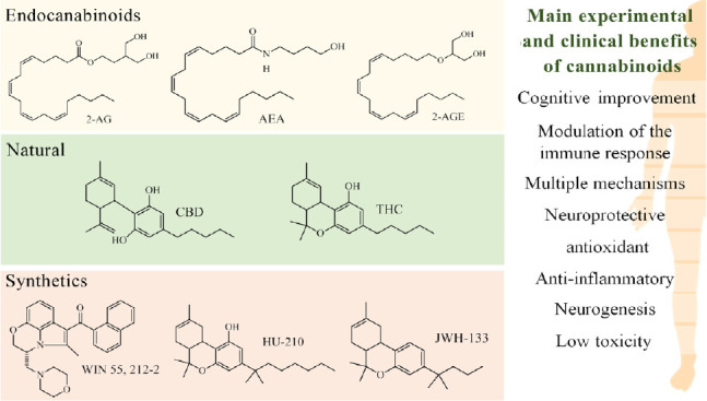 Anti-AD cannabinoids categorized as endogenous, natural, and synthetic, as well as the main activities related to them.2-AG: 2-Arachidonylglycerol; 2-AGE: 2-arachidonyl glyceryl ether; AD: Alzheimer’s disease; AEA: anandamide; CBD: cannabidiol; THC: Δ9-tetrahydrocannabinol.