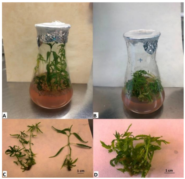 Comparison of experimental variants of the cultivar ‘USO-31’ after 4 weeks of cultivation in Erlenmeyer flasks. It is visible that the control variant showed greater apical dominance and elongating shoot growth (A,C), while the growing variant on the medium with the presence of PEO-IAA showed a lower growth with limited apical dominance and more developed lateral shoots (B,D).