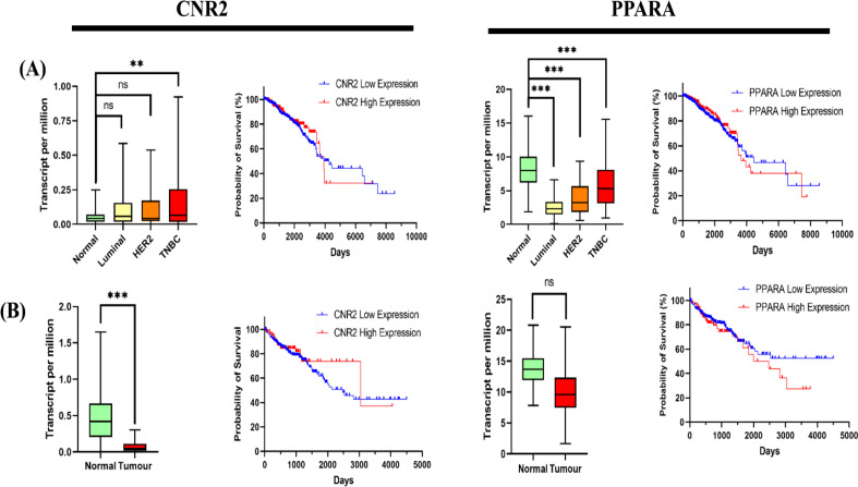 Target Gene Expression and Survival Rates. Data on gene expression and probability of survival were observed in two cancer types, namely breast cancer with the luminal subtype, HER2, TNBC, and colon cancer, obtained from the UALCAN database. (A) CNR2 and PPARA in breast cancer, (B) CNR and PPARA in colon cancer