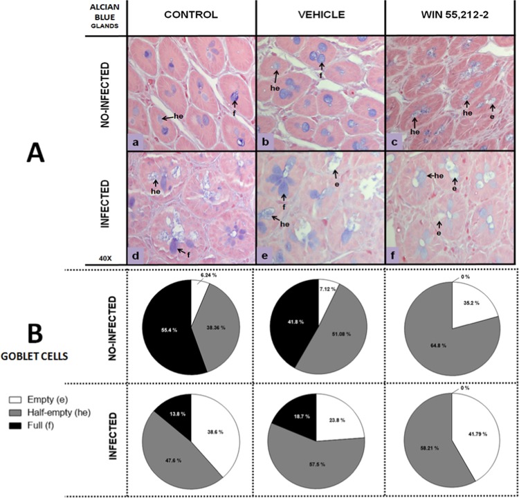 Goblet cells in glands of the duodenum. (A) Representative goblet cell images in the glands of the duodenum in control (a,d), vehicle (b,e) and WIN 55,212-2 (c,f) experimental groups, in either non-infected (a,b,c) or infected (d,e,f) groups. Goblet cells are stained blue. (B) Goblet cell quantification according to filling degree (e: empty, he: half-empty, f: full), with Alcian blue staining (40X). Data are expressed as mean percentage ± SD; n = 6 for each group.