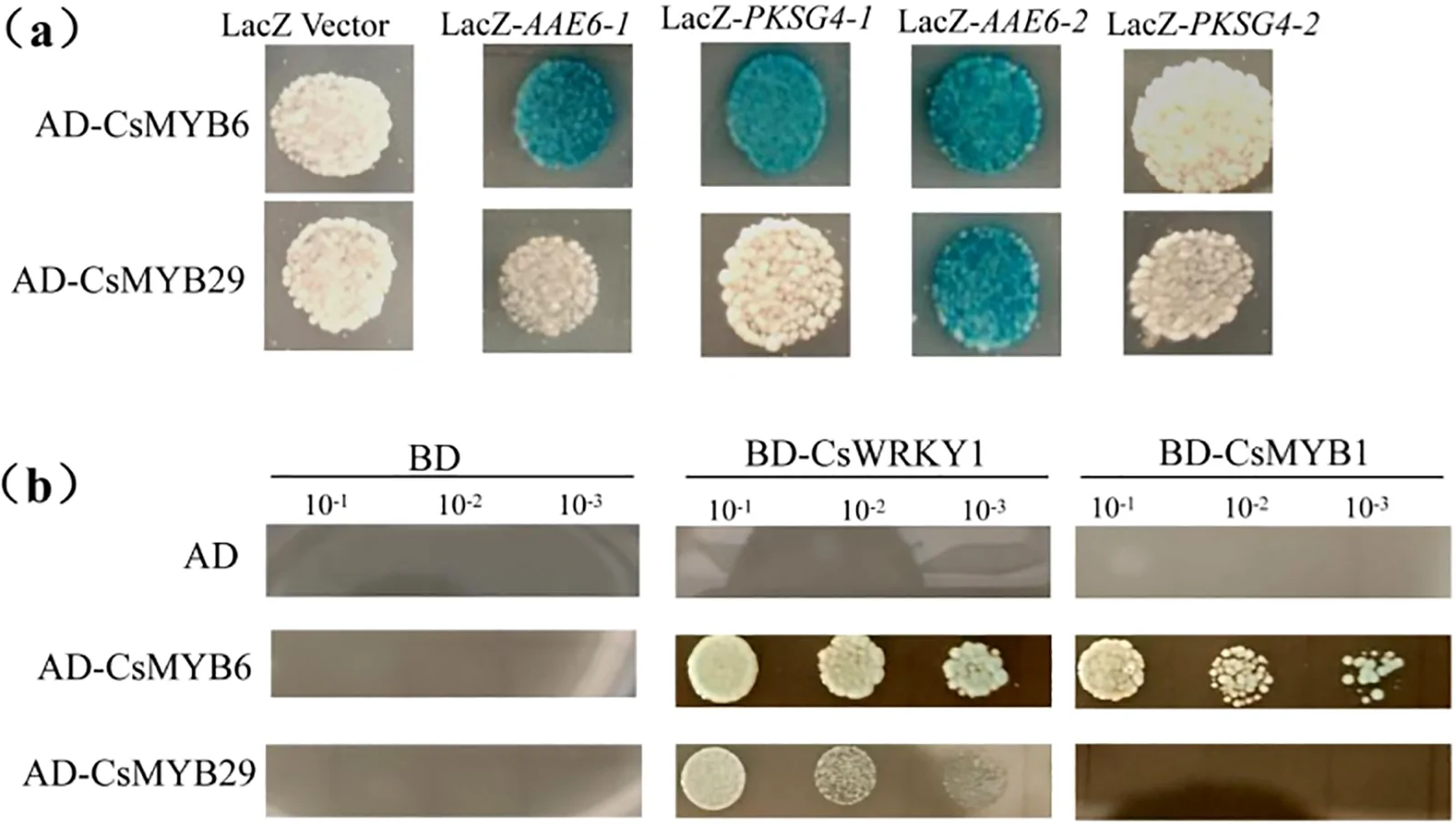 Panel (a) shows six columns of yeast colony images for each of two rows labeled AD-CsMYB6 and AD-CsMYB29, with columns indicating different LacZ constructs; blue coloration indicates LacZ activity in select samples for AD-CsMYB6 but not AD-CsMYB29. Panel (b) displays serial dilution plates with yeast growth for AD-CsMYB6 and AD-CsMYB29 with BD, BD-CsWRKY1, and BD-CsMYB1 constructs; growth is observed for AD-CsMYB6 and AD-CsMYB29 with BD-CsWRKY1, and only AD-CsMYB6 with BD-CsMYB1, with no visible growth in control rows.