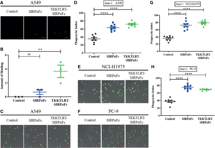 CBD–SIRPαFc retained the coincident in vitro effect as SIRPαFc. (A, B) CBD conjugation made SIRPαFc derive the ability of binding collagen and tumor cells simultaneously. Significantly more CFDA SE-labeled A549 cells were binding to the CBD–SIRPαFc-incubated group in collagen-coated wells than to the SIRPαFc group (n = 3, mean ± SD ns, no significant, **p < 0.0021). (C–H) Phagocytosis of Ana-1 macrophages to A549, NCI-H1975, and PC-9 was detected using the laser confocal fluorescence microscope while tumor cells were labeled with CFDA SE (C, E, F). Macrophages that swallowed tumor cells or not were counted respectively, and the phagocytic index was calculated, in which SIRPαFc and CBD–SIRPαFc showed a similar promoting effect on phagocytosis (n = 8, mean ± SD, ****p < 0.0001) (D, G, H).