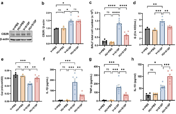 HU308 treatment alleviates S1SP-induced lung injury and inflammation. K18-hACE2 mice were exposed to PBS (control) or S1SP (0.5 mg/kg) and treated with vehicle or HU308. CB2R expression in AMs was assessed at 48 h following S1SP exposure. The representative immunoblots images are shown in panel (a), and densitometry data are presented in panel (b). The total cell number (c) in BALF was determined at 48 h post-S1SP exposure. (d) Tissue dampening (G) and (e) static lung compliance (Cst) were examined using the FlexiVent system. The levels of inflammatory cytokines IL-1β (f) and TNF-α (g), and anti-inflammatory cytokine IL-10 (h) were measured. n = 3–6, * p < 0.05, **p < 0.01, ***p < 0.001, ****p < 0.0001. Data are presented as mean ± SEM. V: vehicle, HU: HU308