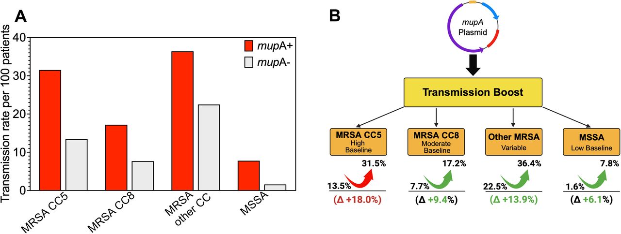 mupA carriage is associated with increased transmission across diverse S. aureus lineages.(A) Transmission rates among mupA-positive (red) and mupA-negative (gray) isolates stratified by MSSA, MRSA CC5, MRSA CC8, and other MRSA clonal complexes. Bars indicate the proportion of isolates within each category linked to at least one transmission event. Transmission events were defined by combined genomic and epidemiologic linkage, including direct and indirect epidemiologic connections between patients carrying isolates separated by ≤20 single-nucleotide variants (Methods). In multivariable analyses, mupA carriage remained independently associated with transmission after adjustment for host and epidemiologic factors (Supplementary Table 2). (B) Schematic summary of the absolute increase in transmission associated with mupA carriage across lineage groups with differing baseline transmission frequencies. Values shown are derived from panel A and are presented to conceptually illustrate the relationship between baseline transmission and the magnitude of the mupA-associated transmission advantage. Numerical values, confidence intervals, and statistical comparisons are provided in Supplementary Table 3.