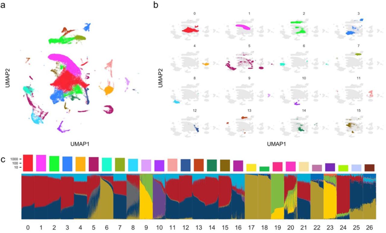 Fine-scale genetic clusters within MGBBa, and b, UMAP representation of genetic clusters in MGBB. Each dot represents a participant, with colors indicating distinct genetic clusters identified through graph-based clustering from genetic principal components (Methods). The numbers indicate cluster identification. The color legend and detailed cluster information will be found in Supplemental Table 2 and Figure S2. c, Population differentiation in MGBB revealed by ADMIXTURE analysis. The heatmap displays the proportions of ADMIXTURE components (K = 10) within each genetic cluster. The columns at the top of the heatmap represent the number of MGBB participants in each cluster. UMAP, Uniform Manifold Approximation and Projection; MGBB, Mass General Brigham Biobank
