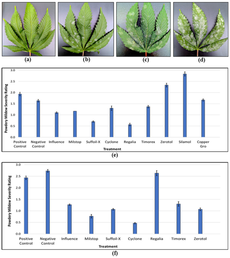 Comparative efficacy of reduced-risk products at managing powdery mildew development on cannabis genotype ‘MP’. (a–d) Disease was rated according to the scale shown, from 0 (a) to 3 (d). (e) Products were applied as preventative treatments at days 0, 7, and 14 of the flowering period. (f) Products were applied as a curative treatment once at day 42 of the flowering period after the onset of disease development. The trials were conducted during the spring growing season.