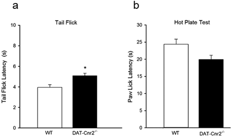 CB2Rs in dopamine neurons and thermo-nociceptive responses. (a,b). The tail flick (a) latency response was significantly higher P < 0.5 in the DAT-Cnr2 cKO than in the wild type mice. In the hot plate test (b) there was an insignificant decrease ns P > 0.05. Data presented as mean ± SEM with 10 mice per group and *P < 0.05 or ns P > 0.05 for DAT-Cnr2 cKO and wild type mice in the tail flick and hot plate tests respectively.