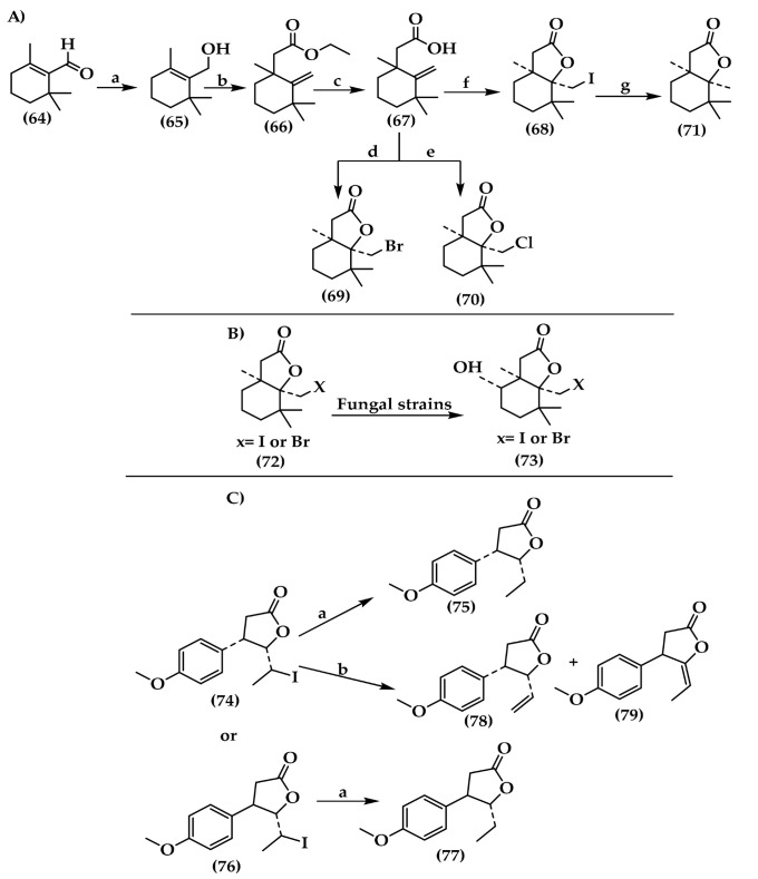 Synthesis of series of lactones derivatives from β-cyclocitral (A) and halogenated lactones (B,C). Reagents and condition of (A): (a) NaBH4,H2O/CH3OH, rt., 3 h, 97%; (b) CH3C(OC2H5)3, CH3CH2COOH, 137 °C, 12 h, 71%; (c) KOH/C2H5OH, 3 h, 97%; (d) NBS/THF, CH3COOH, rt. 24 h, 87%; (e) NCS/THF, CH3COOH, rt., 24 h, 93%; (f) I2/KI, NAHCO3, rt., 2 days, 97%; and (g) n-Bu3SnH, reflux, 48 h, 79%. Reaction conditions of (C): (a) (C4H9)3SnH, benzene, reflux, 4 h, (75) 80%, (77) 73%; (b) DBU, benzene, reflux, 4 h, (78) 41%, (79) 25%.