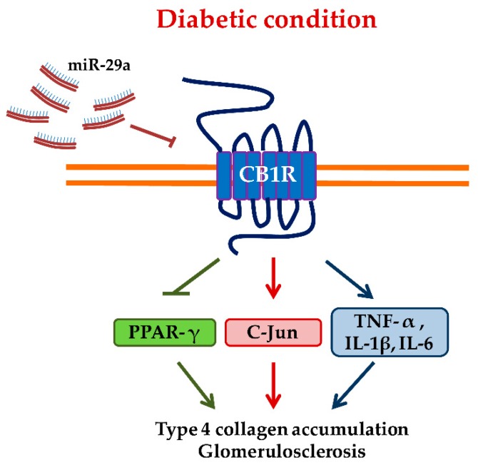 Schematic illustration of how miR-29a modulates CB1R-regulated signaling in diabetic renal injuries. Abbreviations: CB1R, cannabinoid type 1 receptor; PPAR-γ, proliferator-activated receptor-γ; TNF-α, tumor necrosis factor-α; IL, interleukin.