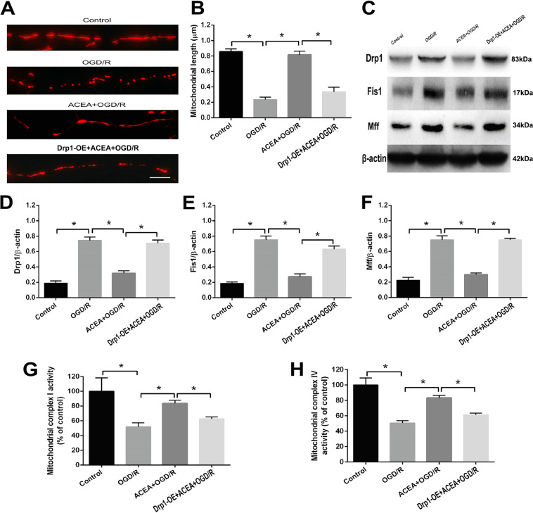 Drp1 overexpression abolished the ACEA-induced effects on mitochondrial fission, fission-associated protein expression, and mitochondrial function in HT22 cells exposed to OGD/R.A Representative images of neuronal dendrites expressing Mito-DsRed, a mitochondrial marker. B Statistical results of the images in (A). C Western blot results showing Drp1, Fis1, and Mff expressions. D Drp1 overexpression (Drp1-OE) abolished the cannabinoid CB1 agonist ACEA-induced effect on Drp1 expression. E Drp1-OE abolished the ACEA-induced effect on Fis1 expression. F Drp1-OE abolished the ACEA-induced effect on Mff expression. G, H. Drp1-OE reversed the ACEA-induced effects on the activities of mitochondrial complexes I and IV in HT22 cells. Bar = 1 µm; *p < 0.05; NS no significance.