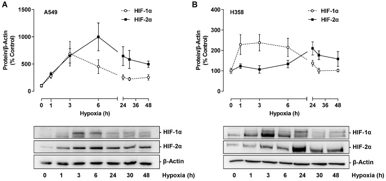 Time-dependent effect of hypoxia on HIF-1α and HIF-2α protein expression in A549 (A) or H358 cells (B). Cells were incubated under hypoxia for the indicated time periods. Western blot images are representative of each experiment. All percentages given refer to the protein levels determined at zero time, which were set to 100%. Data are mean ± SEM of n = 3 (A) or n = 4 (B).