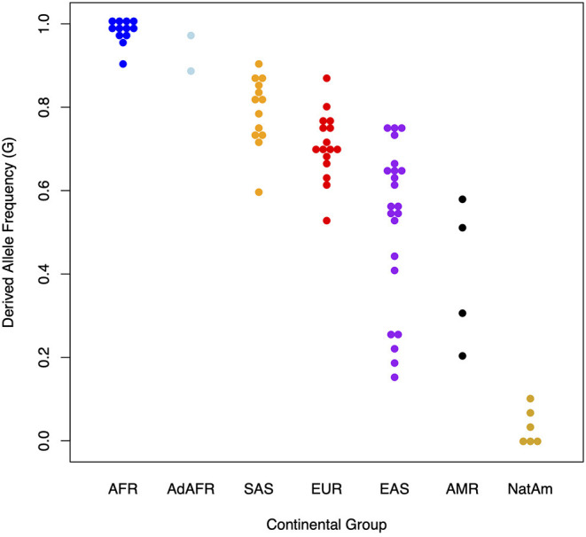 Presence and absence of the derived allele (G) at rs174537 in 80 globally diverse populations. The Y axis illustrates the proportion of the derived allele (G) at rs174537 and the X axis shows global populations. AFR, African; AdAFR, Ad Mixed African; SAS, South Asian; EUR, European; EAS, East Asian; AMR, Ad Mixed American; NatAm, Native American.