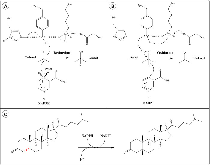 Catalytic mechanism of aldo-keto reductases (AKRs) in the: (A) Reduction direction and (B) Oxidation direction. (C) 5β-Reduction of steroid double bond by AKR1D1.