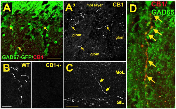 CB1 receptors are present in a sub-population of GAD65-positive periglomerular neurons of murine main olfactory bulb. (A) Micrograph shows GAD67-GFP (green) and CB1staining (red, arrows) in the glomerular layer of the main olfactory bulb. CB1 and GAD67-GFP staining does not overlap. (A’) CB1 staining from (A) shows that the staining for CB1 is restricted to a few neuronal processes. EPL—external plexiform layer, glom—glomerulus. (B) CB1 staining in sample WT and CB1−/− tissue taken at the same setting. (C) Micrograph shows rare process extending to the external plexiform layer. (D) Projection of a Z series of GAD65 (green) and CB1 (red) staining shows a long overlapping process (overlap in yellow, arrows). Scale bars: (A): 30 μm; (B): 20 μm; (C): 35 μm; (D): 10 μm. Adapted from Wang et al. (2019).