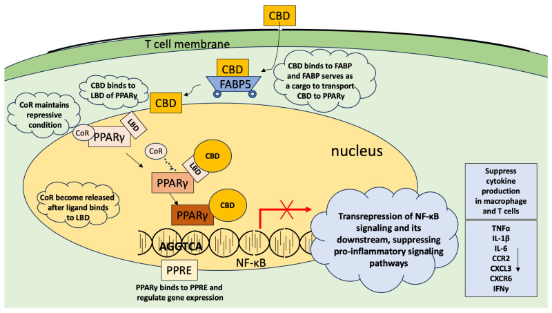 Anti-inflammatory effect of CBD through activation of PPARγ. FABP (especially FABP5) serves as an intracellular transporter of CBD. CBD binds to the ligand-binding domain (LBD) of PPARγ, which initiates transrepression with a specific DNA region called the peroxisome proliferator hormone response element (PPRE) and produces transrepression effects, suppressing the transcription activities of NF-κB and the nuclear factor of activated T cells (NFAT), etc., and blocks the downstream signaling of them, suppressing the expression of, for example, IL-2, TNFα, IL-1β, IL-6, MMP9, and IFNγ [121,134,135,136]. Arrow in the grey box show the decrease in the amount. Other arrows show the process.