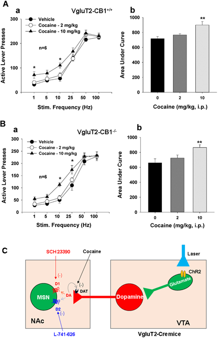 Effects of cocaine on oICSS maintained by activation of VTA glutamatergic neurons. (A/B) Systemic administration of cocaine (2, 10 mg/kg, i.p., 15 min prior to testing) dose-dependently shifted the rate-frequency function curve leftward and upward in WT mice (A-a) and VgluT2-CB1 −/− mice (B-b). Calculation of the area under curve (AUC) of the oICSS curve indicates that cocaine-induced leftward and upward shift is statistically significant in both genotypes of mice. (C) A schematic diagram indicating how cocaine or D1/D2 receptor antagonists modulate oICSS maintained by optical activation of VTA glutamatergic neurons. *p < 0.05, **p < 0.01, compared to the vehicle treatment group.