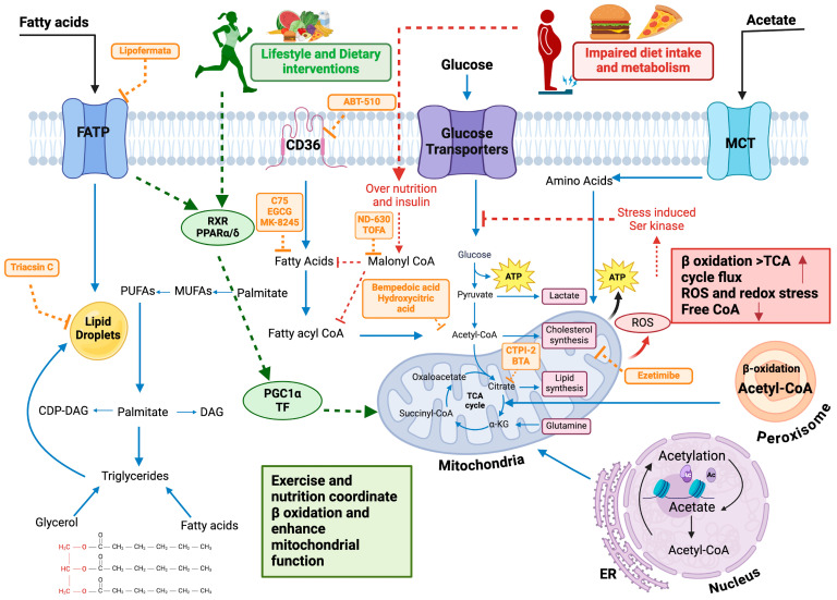 Integrated map of lipid pathways and therapeutic entry points. The diagram summarizes de novo lipogenesis (DNL), triglyceride synthesis/storage, lipolysis, fatty-acid oxidation (FAO), and lipid-derived signaling. Pharmacologic targets are indicated next to their primary pathways (e.g., ACLY/ACC/FASN along DNL; DGAT and MTTP in triglyceride synthesis/VLDL export; PCSK9 in LDL receptor cycling), while lifestyle levers (dietary pattern, weight loss, aerobic and resistance training) act across multiple nodes by reducing DNL substrate flux, improving insulin action, and enhancing FAO. Created in BioRender. Singh, D. (2025) https://BioRender.com/o1ih5el.