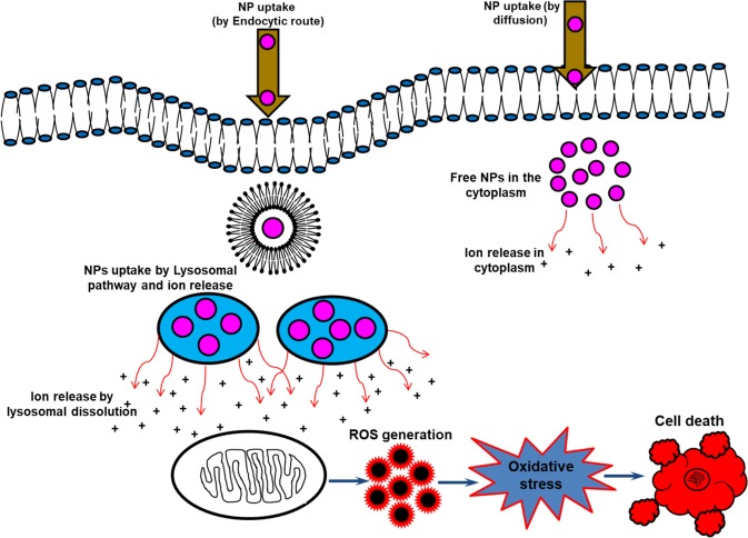 Schematic of the uptake and the general toxicity mechanism of ZnO NPs. The NPs may be taken up by the cells by active internalization or endocytosis-free mechanisms (the uptake may also dependent on the cell type involved). NP uptake by energy-dependent processes are confined in vesicular structures, endosomes, and finally in lysosomes. The acidic lysosomal pH may trigger enhanced release of the relatively toxic ions, which may subsequently result in elevated ROS levels thereby inducing apoptosis, DNA and membrane damage, and other toxic responses. The limited uptake and ion release by endocytosis-free mechanisms may be responsible for the manifestation of only a small part of the overall toxic responses (modified from Sabella et al., 2014, Published by The Royal Society of Chemistry76).