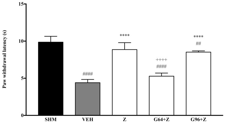 The effect of PPAR antagonists’ co-administration with zerumbone on thermal hyperalgesia in CCI-induced neuropathic pain mice. Each column represents the mean ± SEM, n = 6 mice per group. ## p < 0.01, #### p < 0.0001 as compared to the sham group, **** p < 0.0001 as compared to the vehicle group and ++++ p < 0.0001 as compared to the zerumbone-treated group. Sham (SHM), Vehicle (VEH: 10 mL/kg, i.p.), Zerumbone (Z: 10 mg/kg, i.p.), Antagonists; GW6471, PPARα (G64: 1 mg/kg, i.p.), GW9662, PPARγ (G96: 1 mg/kg, i.p.).