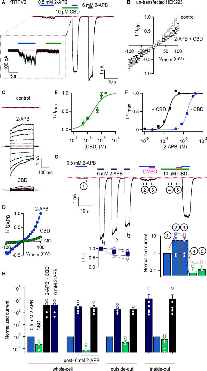 CBD strongly sensitizes rTRPV2 channels to activation by 2-APB in whole-cell and in excised patch recordings. (A)Representative whole-cell gap-free current recording at -80mV from a cell expressing rTRPV2 channels. The colored horizontal lines denote the duration of exposure to test compounds, and the red dotted line denotes the zero-current level. The insert shows a magnified view of a segment of the recording. (B) Mean current-voltage relations recorded in control solution and in the presence of 0.5 mM 2-APB + 10 µM obtained from un- transfected cells in the whole-cell configuration (n = 8). (C) Representative current families elicited by voltage steps from -100 to +100 mV obtained from a rTRPV2-expressing cell exposed to control solution, 0.5 mM 2-APB or 10 µM CBD. The dotted lines indicate the zero-current level. (D) Mean current-voltage relations obtained from data as in (C) and normalized to the mean value at +100 mV in the presence of 0.5 mM 2-APB. Data are shown as mean ± SEM (n = 5). (E) Dose-response relation for rTRPV2 channel activation by CBD measured at -80 mV in the whole- cell configuration (mean ± SEM; n = 4). The continuous curve is a fit to the Hill equation with parameters: EC50 = 4.3 ± 1.4 µM and Hill coefficient (nH) = 1.7 ± 0.1. (F) Concentration-response relations for rTRPV1 channel activation by 2-APB at -80 mV in the whole-cell configuration measured in the absence (blue symbols) or presence (black symbols) of 10 µM CBD (mean ± SEM; n = 7). Hill equation parameters: no CBD, EC50 = 1.5 ± 0.05 mM, Hill coefficient (nH) = 3.3 ± 0.2; 10 µM CBD, EC50 = 159.9 ± 7.7 µM, Hill coefficient (nH) = 2.9 ± 0.3. (G) Representative whole-cell gap- free recording at -80 mV in a rTRPV2-expressing cell. The bottom-left insert shows group data for the mean current amplitude at each of the three stimulations with 6 mM 2-APB, normalized to the amplitude at the first stimulation with 0.5 mM 2-APB (solid squares – mean ± SEM, n = 5; empty circles – data from individual cells). The bottom-right insert displays group data measured over the different intervals that indicated by circled numbers on the current trace, and normalized to the first stimulation with 0.5 mM 2-APB. The empty circles are data from individual cells. (H) Group data for experiments in the whole-cell configuration as in (A) - first set of bars (n = 5), (G) - second set of bars (n = 5), or from outside-out patches as in Fig. 1 – Fig. Suppl. 3A – third set of bars (n = 6) or inside-out patches as in Fig. 1 – Fig. Suppl. 3B – fourth set of bars (n = 9). Data was normalized to the first stimulation with 0.5 mM 2-APB and shown as mean ± SEM or values from individual cells (empty circles). Figure 1 – source data 1. Excel file with group data from electrophysiological recordings shown in Figure 1.