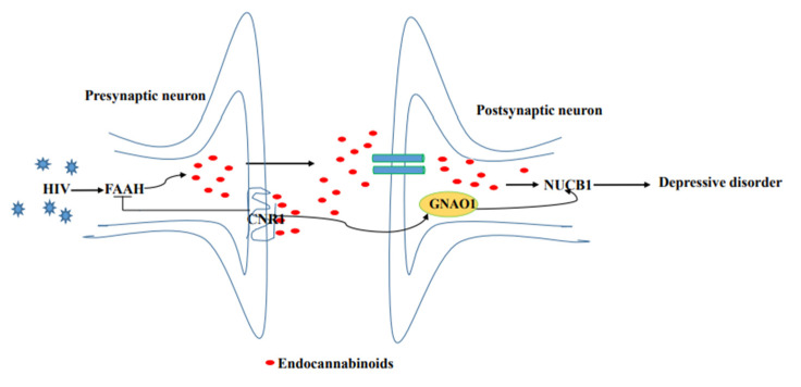 Proposed model of the molecular events in NUCB1-mediated HIV comorbid depression.