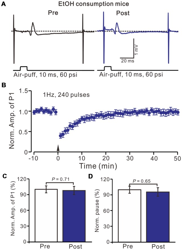 Facial stimulation at 1 Hz failed to induce MLI-PC LTD in ethanol (EtOH) consumption mice. (A) Representative traces showing air-puff stimulation (10 ms, 60 psi)-evoked responses in a PC from an EtOH consumption mouse before (left) and after delivering 1 Hz stimulation. (B) Summary of the normalized P1 amplitude under delivery of 1 Hz facial stimulation (arrow head; n = 8 mice). (C) Bar graph (n = 8 mice) showing the normalized amplitude of P1 before (Pre) and after (Post) delivery of 1 Hz stimulation. (D) Summary of data (n = 8 mice) showing the normalized pause of a simple spike firing before (Pre) and after (Post) delivery of 1 Hz stimulation. Note that air-puff stimulation at 1 Hz failed to induce MLI-PC LTD in EtOH consumption mice. Data points are mean ± SEM.