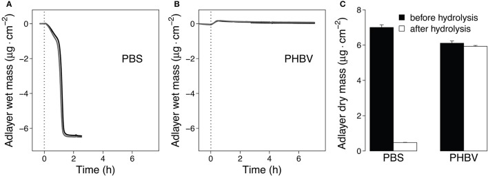 Quartz Crystal Microbalance (QCM) measurements of hydrolysis of spin-coated PBS and PHBV films by Thc_cut1. (A,B). Progress curves of the polyester adlayer mass coated onto the QCM sensors during the hydrolysis of PBS (A) and PHBV (B). At time t = 0 h we added Thc_cut1 to the buffer running over the films, as indicated by the vertical dashed lines in panels (A,B). Black and gray lines represent duplicate experiments (C). Dry masses of the sensor adlayers before and after the hydrolysis experiments. Hydrolysis experiments were performed at 40°C and pH 7.0 (3 mM Tris buffer).