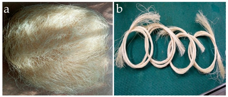 Waste abaca from Dumaguete, Philippines: (a) as received; and (b) segregated into 100 strands.