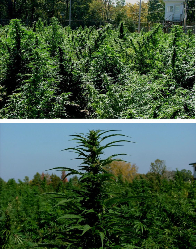 Outdoor cultivation of Cannabis sativa L.