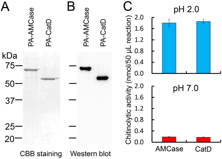 Analysis of the E. coli-expressed fusion proteins. (A) 12.5% SDS-PAGE analysis of the recombinant proteins from the periplasmic fractions (Peri 1) of E. coli. The fusion proteins were purified by IgG Sepharose followed by Ni Sepharose chromatography, electrophoresed (1 μg of protein) and visualized in the gel by Coomassie Brilliant Blue R-250 (CBB); (B) Western blot analysis of the recombinant proteins. 0.1 μg protein separated by SDS-PAGE was transferred to a PVDF membrane. Immunoblot was performed with anti-V5-HRP antibody. PA-AMCase, Protein A-AMCase-V5-His; PA-CatD, Protein A-CatD-V5-His; (C) Comparison of the chitinolytic properties of the CatD with the full-length AMCase in 50 μL reactions using 0.1 M Gly-HCl buffer (pH 2.0) or McIlvaine’s buffer (pH 7.0) at 37 °C for 30 min as described in the Experimental Section.