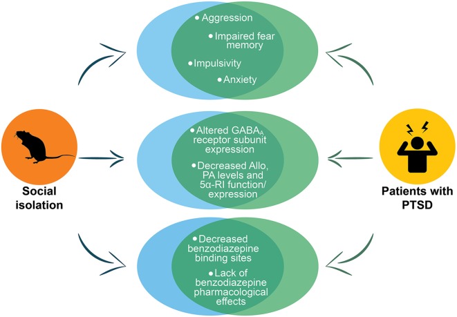 Representation of the main PTSD phenotypes in socially isolated mice. The figure shows the phenotypes in socially isolated mice that recapitulate to deficits in PTSD patients. The circles at the top of the figure show the behavioral phenotype of socially isolated mice that includes aggression, impaired fear memory, impulsivity and anxiety, which are all core behavioral symptoms of PTSD. In the center of the figure are reported the abnormalities in GABAA receptors and neurosteroid levels. The last circles at the bottom report the altered pharmacological response to benzodiazepines that has been reported both in socially isolated mice and in humans with PTSD. Allo, allopregnanolone; PA, pregnanolone; 5α-RI, 5α-reductase type I.