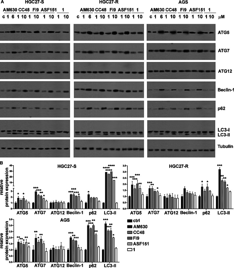 Western blot analysis of expression levels of key proteins involved in autophagy. A) Representative WB experiments showing the expression levels of autophagy-involved proteins ATG5, ATG7, ATG12, Beclin-1, LC3-II in PTX-sensitive and resistant HGC27 cell lines and AGS after 48 h of treatment with the compounds AM630, CC48, Fi9, ASF151 and 1. B) Statistical charts reporting the results from three independent experiments and expressed as means ± SD. Expression levels of each of the investigated proteins were normalized to the Tubulin level, *p < 0.05; **p < 0.01; ***p < 0.001;****p < 0.0001