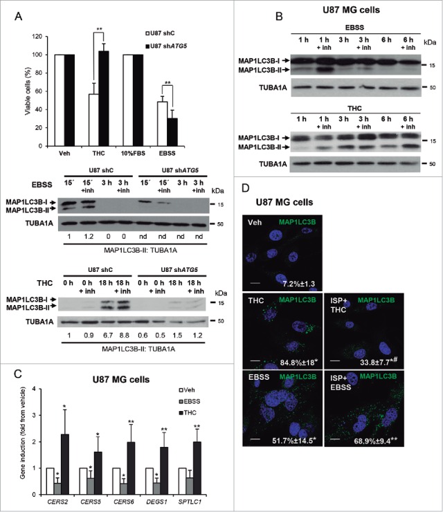THC, but not nutrient deprivation, -induced autophagy relies on the stimulation of sphingolipid biosynthesis. (A) Upper panel: Effect of THC (4 µM, 18 h) and incubation with EBSS (18 h) on the number of U87MG cells stably transfected with control (shC) or ATG5-selective (shATG5) shRNAs as estimated by the MTT test (n = 4; mean ± s.d; **, P < 0.01 from THC-treated or EBSS-incubated U87 shC cells). Lower panel: Effect of THC (4 µM) and incubation with EBSS on the induction of autophagy (as determined by MAP1LC3B-II lipidation in the presence of E64d, 10 μM; and pepstatin A, 10 μg/ml [+inh]) of U87 cells stably transfected with control (U87 shC) or ATG5-selective (shATG5) shRNAs (n = 3, a representative experiment is shown). ATG5 mRNA levels (as determined by real-time quantitative PCR) were reduced by 85 ± 3% on U87shATG5 cells when compared with U87shC cells; (n = 4). Values in the bottom of the western blots correspond to the fold change in the MAP1LC3B-II to TUBA1A ratio relative to shC U87MG cells at the initial time point of the treatments. Nd, nondetectable. (B) Effect of THC (4 µM, 1 h, 3 h and 6 h) and incubation with EBSS (i.e., nutrient deprivation, 1, 3 and 6 h) on the induction of autophagy (as determined by MAP1LC3B-II lipidation in the presence of E64d, 10 μM; and pepstatin A, 10 μg/ml [+inh]) of U87MG cells (n = 3, a representative experiment is shown). (C) Effect of THC (4 µM; 3 h) on the mRNA levels (as determined by quantitative real-time PCR) of different enzymes involved in sphingolipid biosynthesis (CERS2; CERS5; CERS6 (ceramide synthase 2, 5 and 6), DEGS1/dihydroceramide desaturase (delta[4]-desaturase, sphingolipid 1) and SPTLC1 (serine palmitoyltransferase long chain base subunit 1) of U87MG cells (n = 5; *, P < 0.05; **, P < 0.01 from Veh-treated cells). (D) Effect of THC (4 µM), ISP-1 (5 µM) and incubation with EBSS on autophagy (18 h) (as determined by MAP1LC3B immunostaining). Note that incubation with ISP-1 prevents THC but not starvation-induced autophagy of U87MG cells. Values correspond to the percentage of cells with MAP1LC3B dots relative to the total cell number of cells ± s.d; n = 3. *, P < 0.05; **, P < 0.01 from Veh-treated cells and #, P < 0.05 from THC- and EBSS-treated cells. Bar: 20 μm.