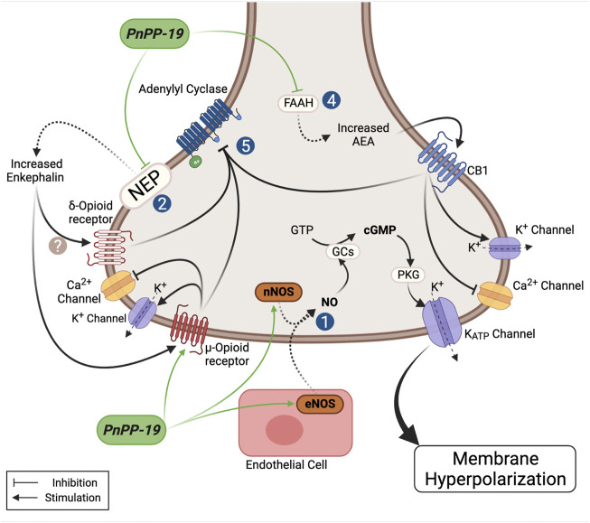 Schematic model showing the possible actions of the PnPP-19 peptide on antinociception. PnPP-19 acts peripherally and centrally, via the opioid and cannabinoid systems, involving the µ- and δ-opioid receptors and cannabinoid 1 -receptor. It was proposed that the concomitant activation of the pathway of opioids and cannabinoids may also be facilitated by heterodimerization between receptors of these two ways. The activation of opioid and cannabinoid receptors causes the inhibition of adenylate cyclase activity. PnPP-19 appears to act directly on the µ-, but not on the δ-receptors, transfected into Xenopus oocytes. Activation of CB1 receptors is likely to be caused by increased levels of anandamide, as inhibition of anandamide degradation has been shown to potentiate the effect of the peptide. The peptide inhibited the enzyme neprilisin (NEP or enkephalinase - EC 3.4.24.11) in vitro, which degrades enkephalin, and was hydrolyzed by this enzyme after 24h of incubation. The peptide also stimulated eNOs increasing NO, which via PKG leads to opening of KATP, resulting in hyperpolarization. PnPP-19 inhibited the calcium current in dorsal ganglion root cells, which was reversed by noloxane, an opiate blocker, suggesting that this effect must be via the opioid receptor, which leads to calcium channel blockade and opening of potassium channels. The antinociceptive action of the peptide via the CNS using blockers also have shown its action on the opioid and cannabinoid system. This whole signaling cascade, on the action of PnPP-19, leads to a decrease of neuronal excitability and blocking the release of neurotransmitters, reducing pain. For more details see text. NEP, neprilysin enzyme (neutral endopeptidase); nNOS, neuronal nitric oxide synthase; eNOS, endothelial nitric oxide synthase; GCs, soluble guanylate cyclase; PKG, phosphoprotein kinase G; GTP, guanosine triphosphate; FAAH, fatty acid amide hydrolase; AEA, N-arachidonoylethanolamine or anandamide. Created with BioRender.com.