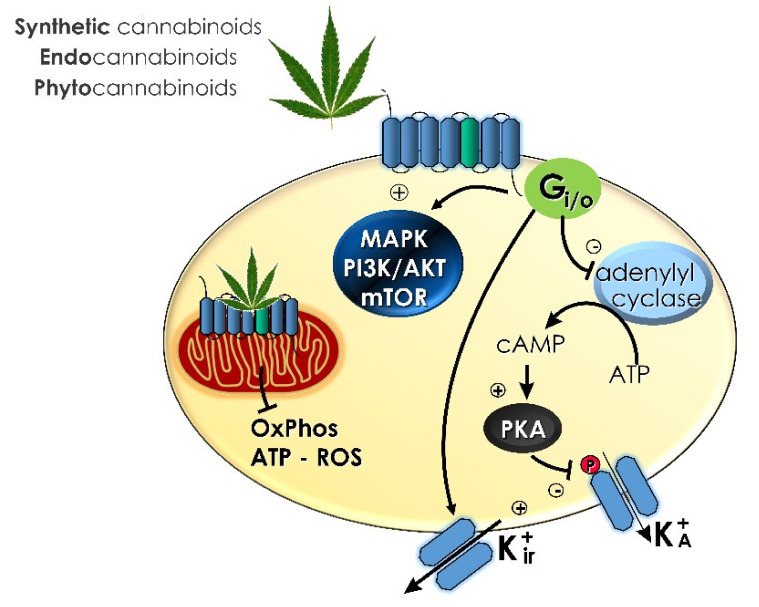 Summary of the signaling pathways associated with cannabinoid administration.