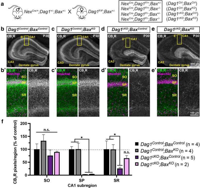 Constitutive deletion of Bax does not rescue CB1R+ terminals in the hippocampus. (a) Breeding scheme for deletion of Bax in Dag1Control and Dag1cKO mice; the four genotypes analyzed and their abbreviations are shown to the right. (b-e) Coronal sections of the hippocampus stained for CB1R (gray) from (b) Dag1Control;BaxControl, (c) Dag1Control;BaxKO, (d) Dag1cKO;BaxControl and (e) Dag1cKO;BaxKO mice. (B′-E’) Enlarged images of the CA1 (yellow boxed regions) stained for CB1R (green; Right, gray single channel images) and Hoechst (magenta). (f) Quantification of CB1R pixels in hippocampal CA1 layers from Dag1Control;BaxControl (black bars), Dag1Control;BaxKO (gray bars), Dag1cKO;BaxControl (purple bars), and Dag1cKO;BaxKO (pink bars) shows that deleting Bax fails to rescue the loss of CB1R in Dag1cKO mice (n.s. = not significant; *P < 0.05, unpaired two-tailed Student’s t-test; n = 2–5 mice/genotype). Data are presented as mean values ± s.e.m. Data are normalized to Dag1Control;BaxControl signal in each CA1 layer. SO, stratum oriens; SP, stratum pyramidale; SR, stratum radiatum