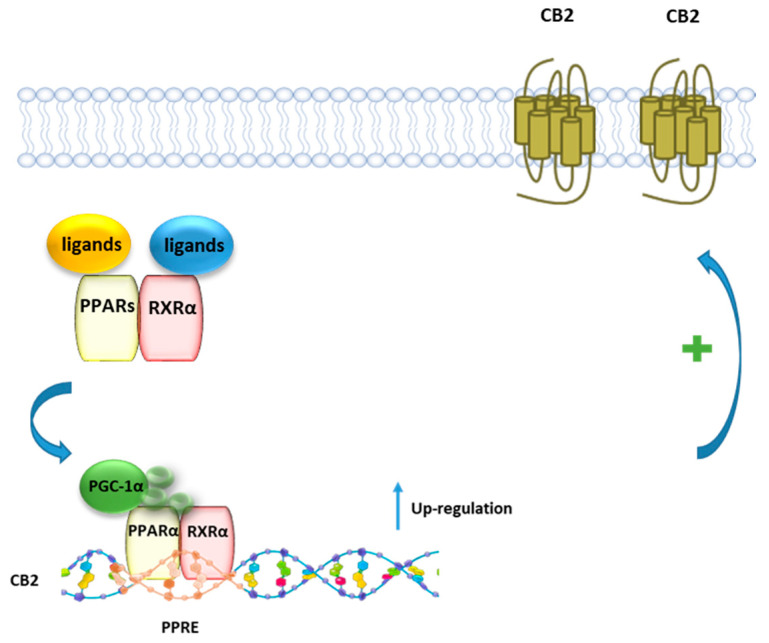 Representative mechanism of PEA and canonical PPARα agonists in regulating the transcriptional activity of CB2 gene. In presence of a ligand, PPARα forms a heterodimer with RXR, which binds to the PPRE of the CB2 gene, leading to an increased expression of CB2 protein.