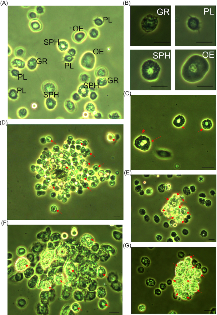 Participation of hemocytes in the G. mellonella cellular response to A. niger α-1,3-glucan. (A and B) Images of hemocytes present in the hemolymph of non-immunized G. mellonella larvae. PL—plasmatocyte, GR—granulocyte, SPH—spherulocyte, OE—oenocytoid. (C) Image of spherulocytes present in the hemolymph of G. mellonella larvae. An asterisk marks the spherulocyte most likely during mitotic division. (D) Representative image of the aggregate formed in vivo in G. mellonella hemocel 1 h after the α-1,3-glucan injection. (D–G) Images indicating a significant contribution of spherulocytes in the formation of aggregates in vivo after the α-1,3-glucan injection. The presence of spherulocytes is marked with red arrows. The images were obtained using a phase contrast microscope. Magnification 40× (A, B, C, F and G), 20× (D and E). Scale—10 µm.