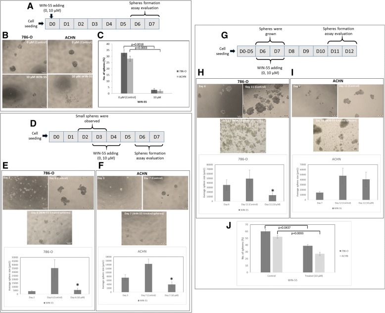 WIN-55 inhibits the proliferation of RCC cells into 3D spheres. Scheme of experiment design (a) (d) and (g). b Representative images of spheres formed by 786-O and ACHN cells without/with WIN-55 (0, 10 μM). RCC cells were not able to form spheres (day 6–7) when WIN-55 was added at the beginning (day 0) of the assay. c Quantitative analysis of RCC spheres from 786-O and ACHN cell lines treated with WIN-55 (0, 10 μM). d Representative images and quantitative analysis of spheres formed by RCC cells when WIN-55 was added at day 2 for 786-O cells (e) and day 3 for ACHN cells (f). The growth of the spheres was observed at day 6 (786-O) and day 7 (ACHN) for quantitative analysis. g Representative images and quantitative analysis of sphere formation when WIN-55 was added at day 6 (786-O) (h) and day 7 (ACHN) (i). The growth of the spheres was observed at day 11 (786-O) and day 12 (ACHN) for quantitative analysis. j Quantitative analysis of RCC spheres treated with WIN-55 (0, 10 μM) at day 11 (786-O) and day 12 (ACHN). D: day; scale bar 200 μm; * p < 0.05