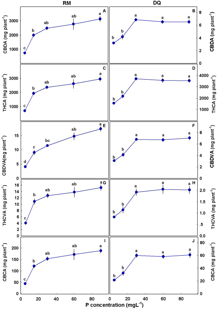 Effect of P application on cannabinoid yield per plant for two medical cannabis cultivars, RM and DQ. Cannabidiolic acid (A,B), Δ9-tetrahydrocannabinolic acid (C,D), cannabidivarinic acid (E,F), Δ9-tetrahydrocannabivarinic acid (G,H), and cannabichromenic acid (I,J). The presented data are averages ± SD (n = 6). Different letters above the means represent significant differences according to Tukey’s honest significant difference test at α = 0.05.