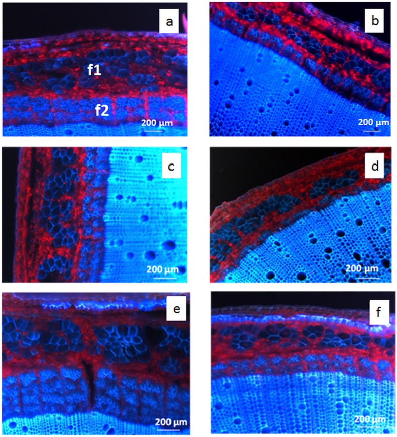 UV autofluorescence of cross-sections from the basal stem region of hemp.S27 (a,c,e) and F17 (b,d,f) grown under standard (a,b), high sowing density: 100 kg.ha-1 (c,d) irrigation (e,f). Primary fibers (f1), secondary fibers (f2).