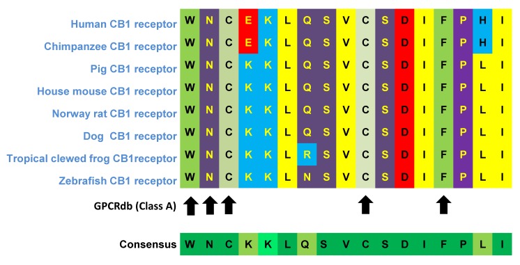 Sequence alignment of the ECL2 region of CB1R in 8 different species (Generated by tools from gpcrdb.org). The ECL2 sequences presented cover 17 amino acids from tryptophan W255 to isoleucine I271. The arrows point to the most important conserved residues: tryptophan W255; two cysteines C257 and C264 forming disulfide bridge; phenylalanine F268 involved in ligand interaction.