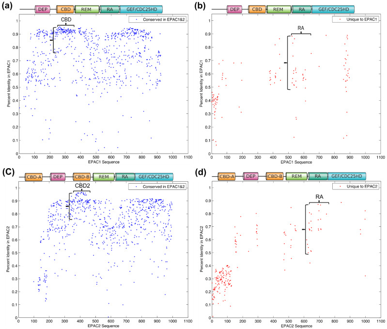 Sequence identity and diversity at individual residue between aligned human EPAC1 and EPAC2. (a) The percent identity of residues in EPAC1 over its entire range for the two EPACs. (b) Unique residues in aligned human EPACs in EPAC1. (c) The percent identity of residues in EPAC2 over its entire range for the two EPACs. (d) Unique residues in aligned human EPACs in EPAC2. The x-axes show amino acid residue numbers while the y-axes show percent identity of species in its own isoform.