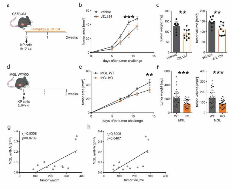 Pharmacological inhibition of MGL and genetic MGL deficiency in cells of the TME inhibit tumor growth in a model of non-small cell lung cancer