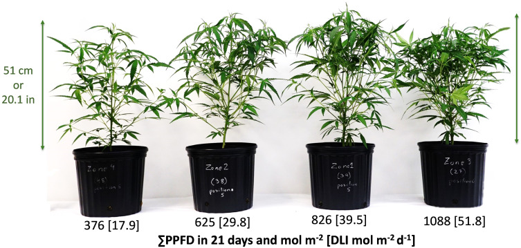 Plot or zone representative Cannabis sativa ‘Suver Haze’ plants grown in a greenhouse after 20 days of four supplemental LED light levels (151, 300, 501, and 703 µmol m-2 s-1). Numbers represent the cumulative PPFD and [average DLI] from the LED treatment and sunlight in 21 days at the top of the canopy.